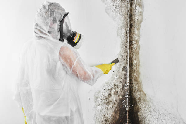 Best Commercial Mold Removal  in Suncook, NH