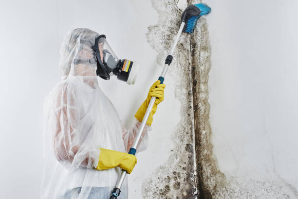Best Professional Mold Removal  in Suncook, NH