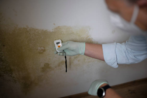 Best Residential Mold Removal  in Suncook, NH