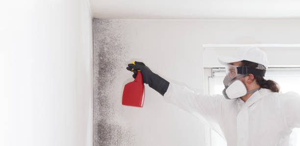 Best Professional Mold Removal  in Suncook, NH