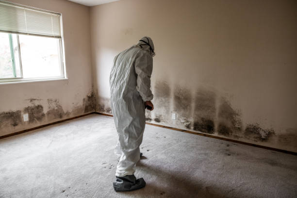 Best Crawl Space Mold Removal  in Suncook, NH